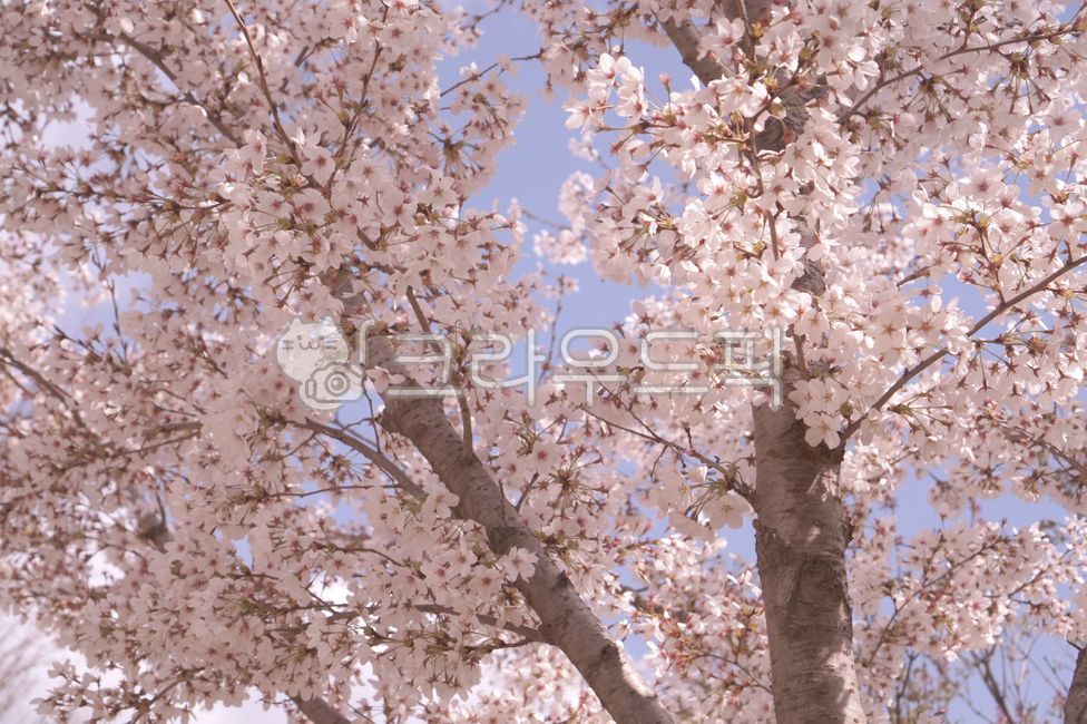 spring,Cherry Blossom,nature,cherryblossom,flower viewing,flower