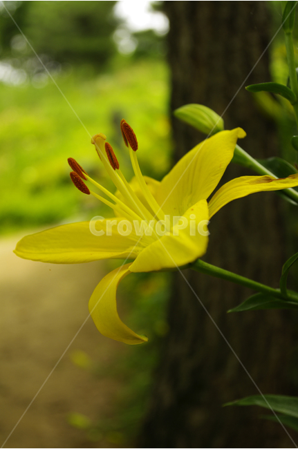 백합,꽃,식물,flower,color,nature,자연,식물,자연,plants,nature,꽃,flower