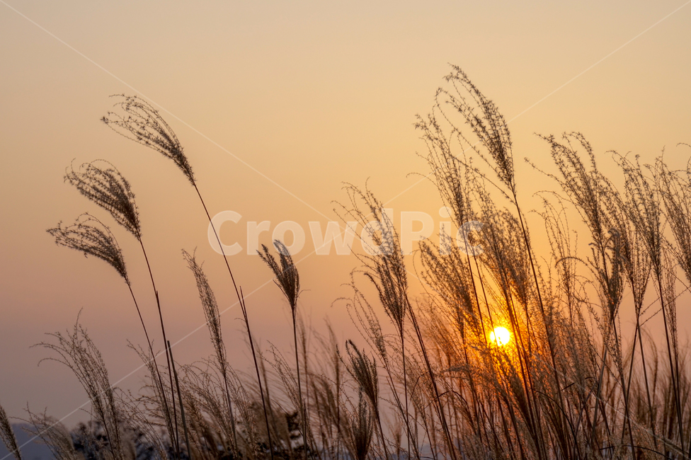 갈대,가을,노을,fall,reed,가을하늘,태양,주황색,가을풍경,붉은노을,자연,autumn,석양,sunset,sky,갈색,brown,sun,억새,갈대밭,억새밭,가을,계절,fall,autumn,season,자연,풍경,nature,landscape,grass,잔디,plant,식물