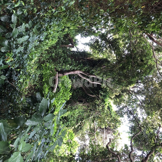 나무,자연,초록,풀,tree,green,하늘