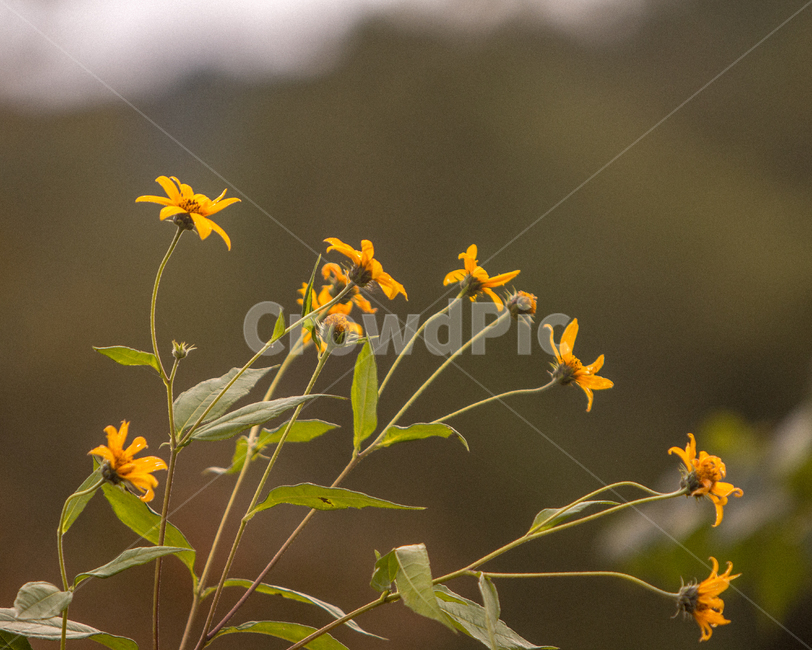 꽃,노랑,초록,감성,가을,코스모스,식물,자연,plants,nature,꽃,flower
