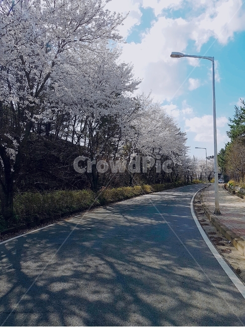 아스팔트,asphalt,타맥,tarmac,벚꽃,cherryblossom,봄,계절,spring,season,식물,자연,plants,nature,꽃,flower