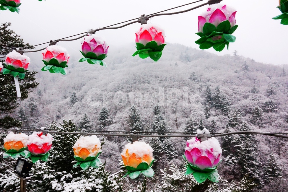 연등,겨울,사찰,정암사,고한,겨울,계절,winter,season,종교,신앙,religion,belief,faith,축제,행사,festival,carnival,event