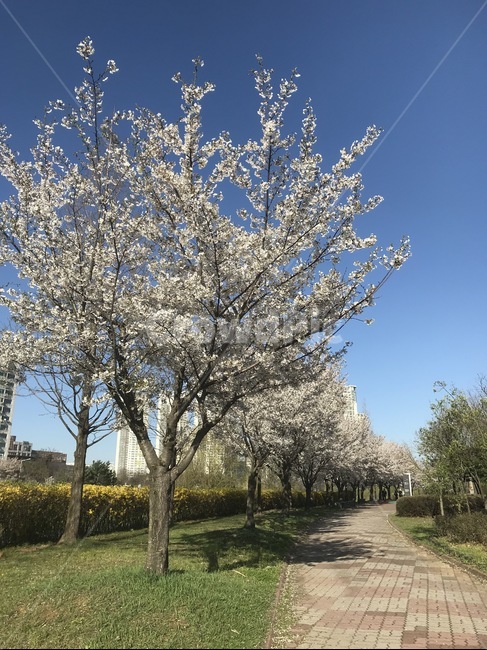 벚꽃,봄,cherryblossom,park,봄꽃