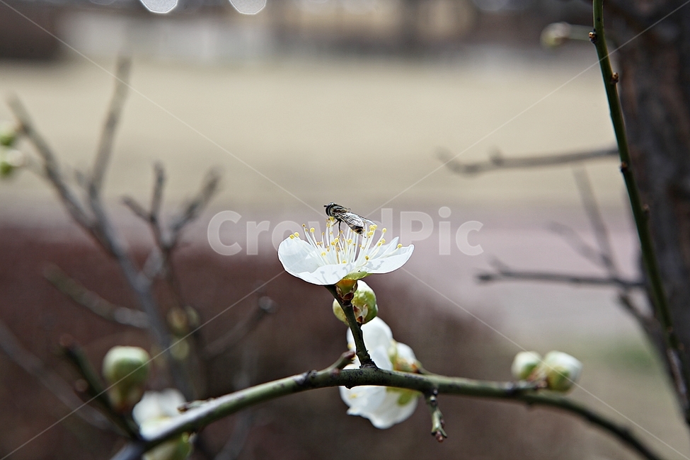 매화,매화꽃,꽃,꽃잎,봄꽃,봄,매화나무,식물,식물,자연,plants,nature,꽃,flower