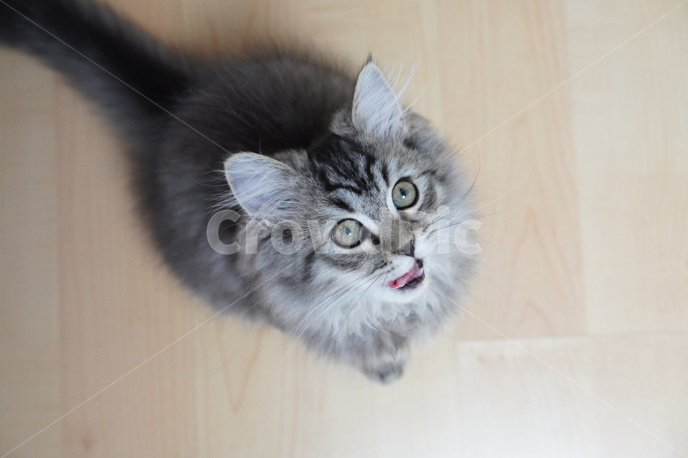 고양이,어리고양이,아기고양이,페르시안고양이,반려묘,냥이,동물,animal,포유류,mammal,고양이,cat,kitten,kitty