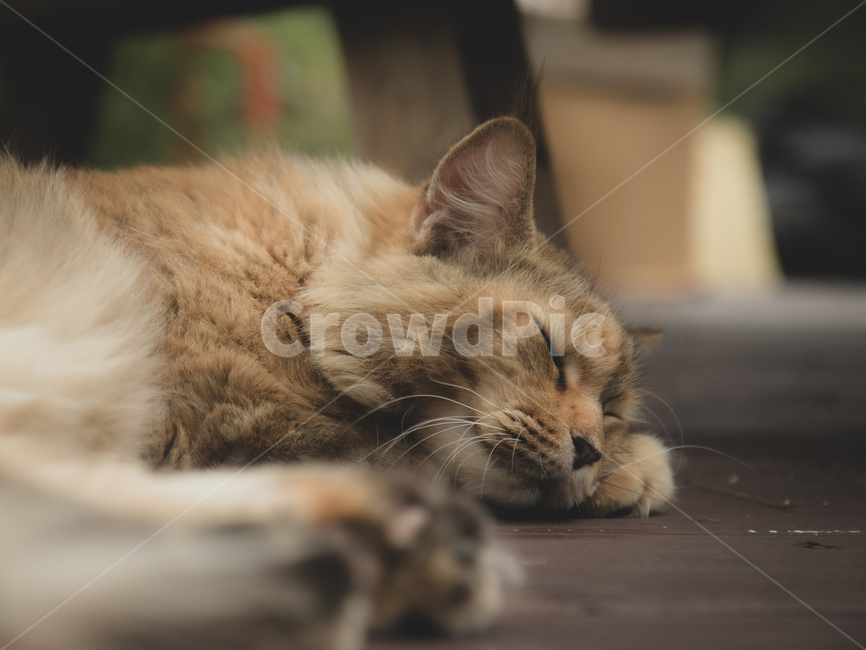 고양이,애완동물,pet,cat,animal,동물,animal,포유류,mammal,고양이,cat,kitten,kitty