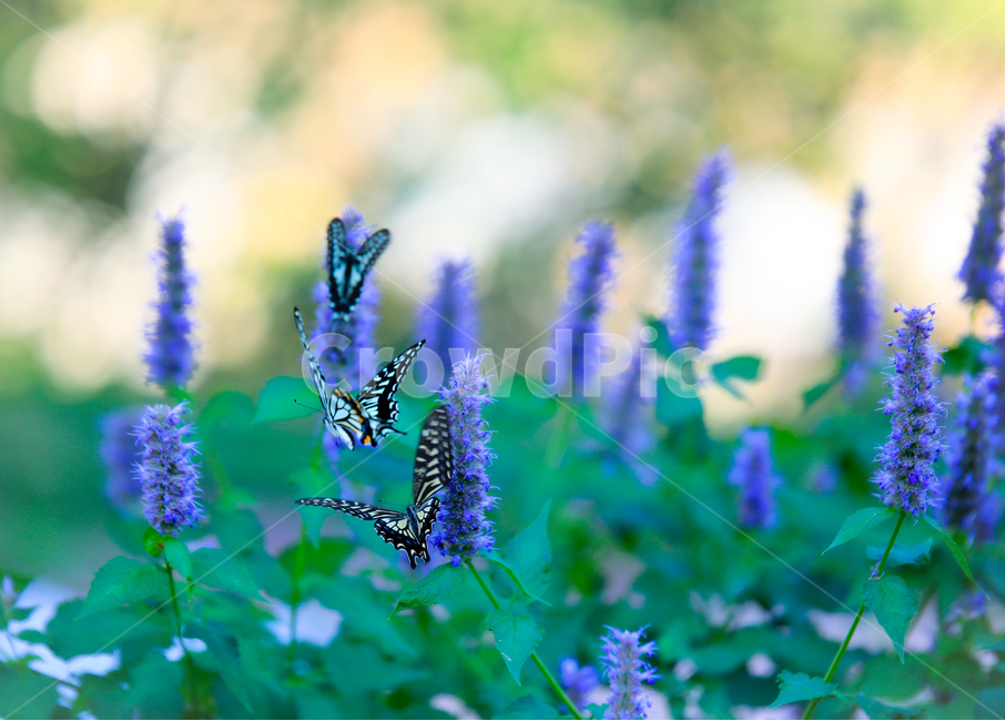 호랑나비,꽃,삼선산수목원,바이올렛,butterfly,식물,자연,plants,nature,꽃,flower,동물,animal,곤충,벌레,insect,bug