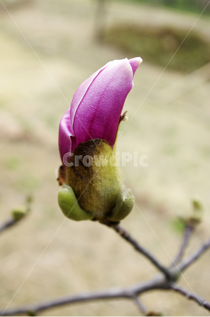 꽃,flower,자목련,봄,spring,계절,식물,plant,자연,nature,식물,자연,plants,nature,꽃,flower