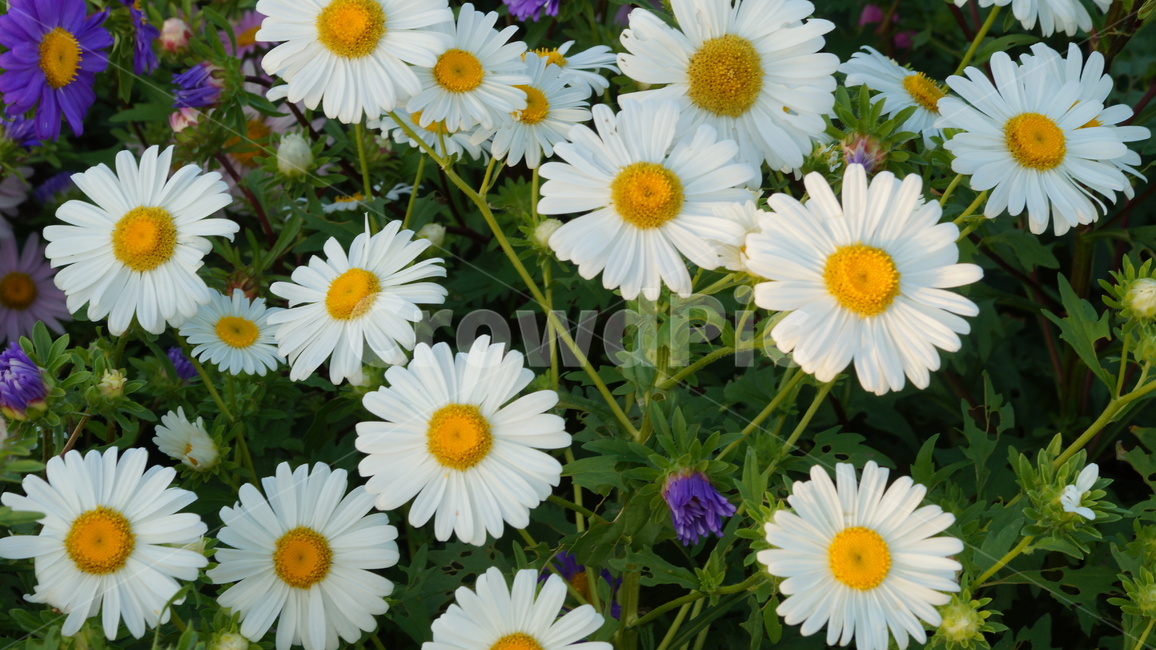 샤스타데이지,꽃,꽃길,식물,꽃축제,식물,자연,plants,nature,꽃,flower