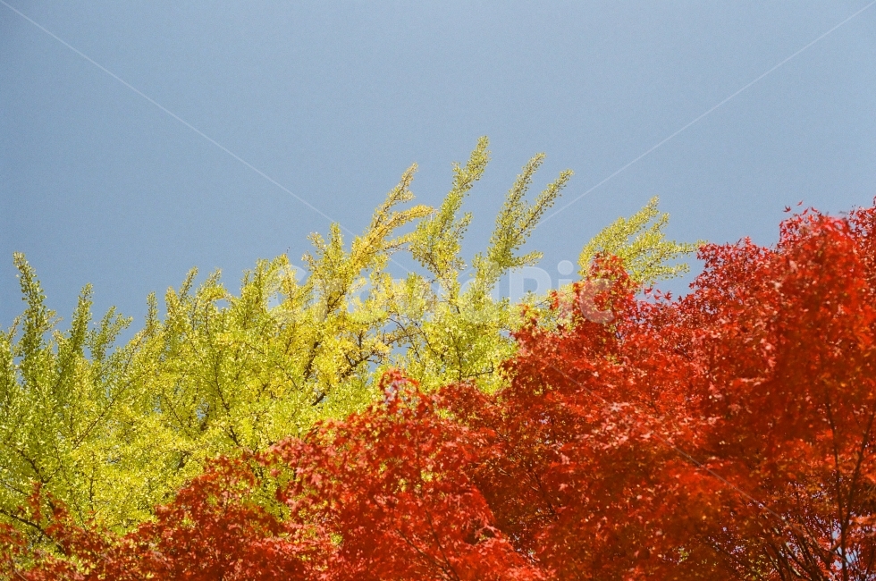 가을,단풍,색,은행잎,나무,가을,계절,fall,autumn,season,식물,자연,plants,nature,나무,trees,wood,plant,leaf,잎,tree,maple