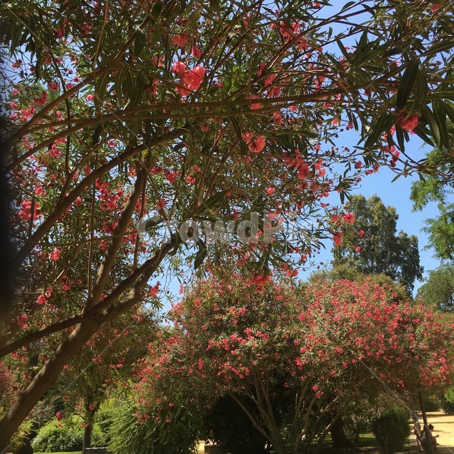 꽃,자연,여름,나무,초록,자연,풍경,nature,landscape,tree,plant,식물