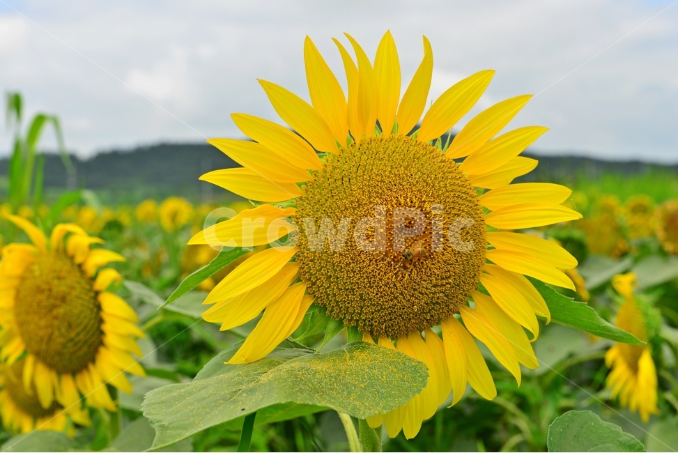 plant,식물,flower,blossom,꽃,sunflower,해바라기,날씨,구름,하늘,해남,마산,간천지,간척지해바라기밭,해바라기밭,마산해바라기밭