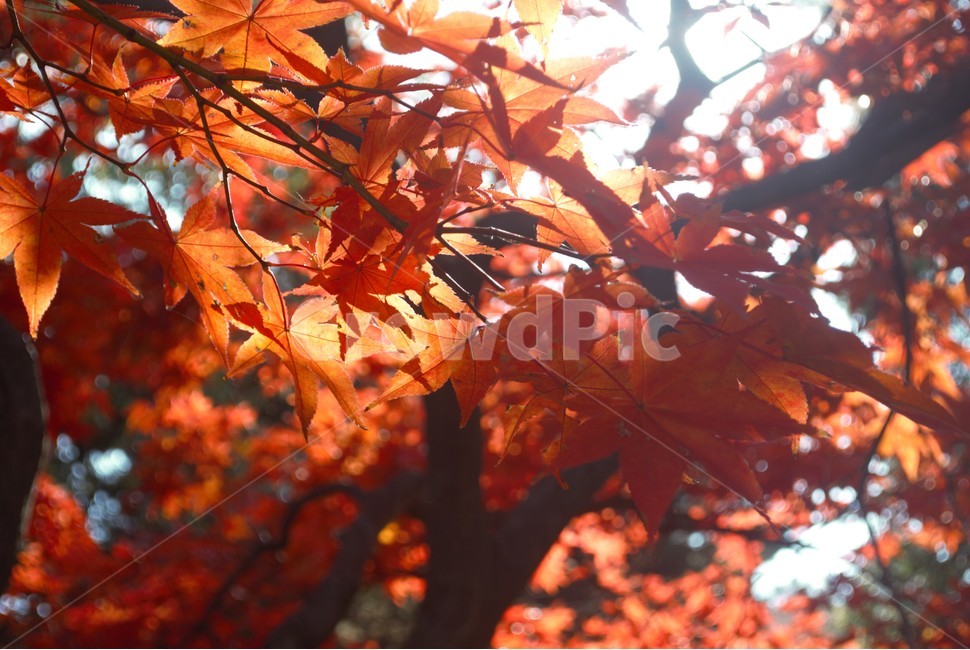 가을,단풍,풍경,자연,나뭇잎,가을,계절,fall,autumn,season,plant,식물,leaf,잎,tree,나무,maple