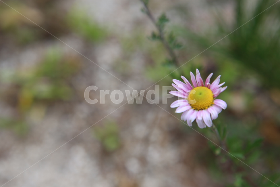 꽃,가을,한송이,flower,꽃송이