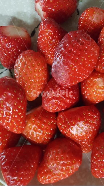 plant,식물,strawberry,딸기,fruit,과일