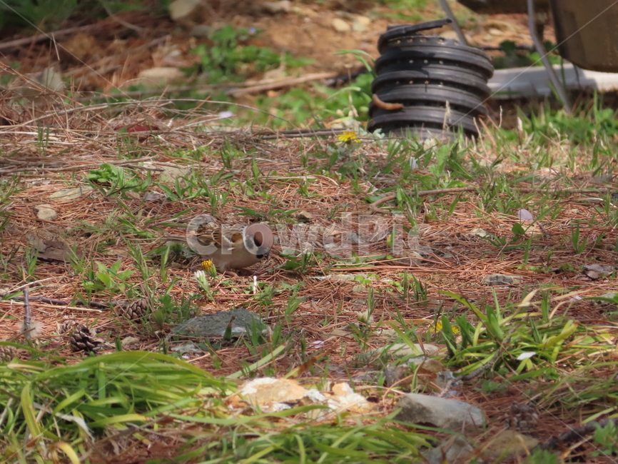 참새,동물,잡초,흙,봄,새,조류,갈색,식물,자연,한국조류,sparrow,animal,weed,dirt,nature,spring,bird,brown,plants,동물,animal,조류,새,birds