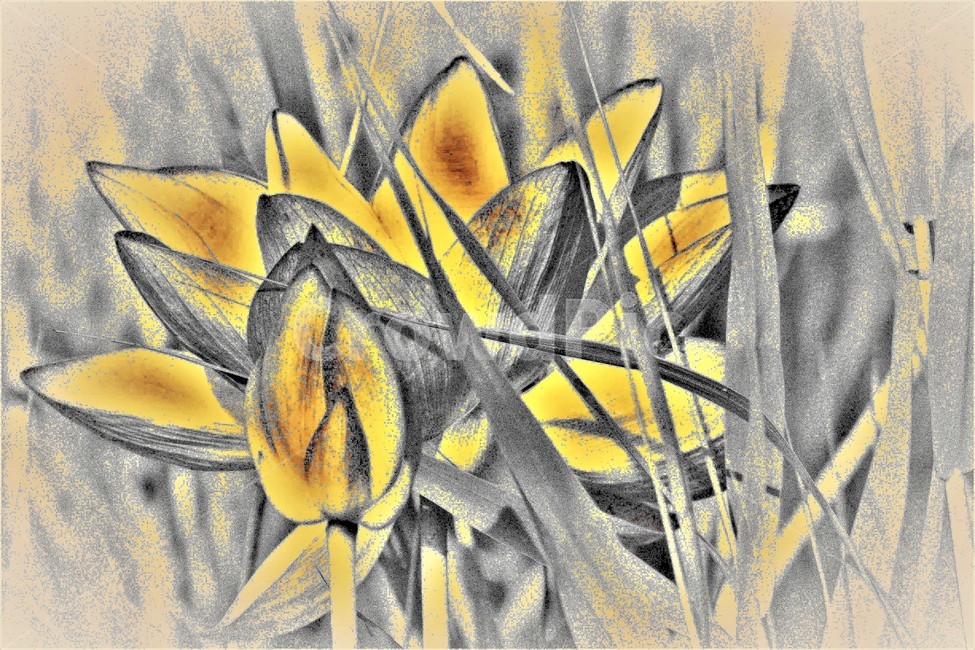 연꽃,꽃,식물,flower,벌,식물,자연,plants,nature,꽃,flower