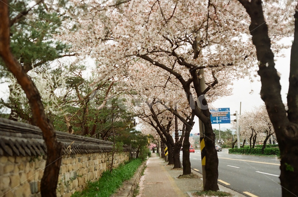 경주벚꽃,벚꽃나무,식물,경주,봄길거리,벚꽃길거리,벚꽃엔딩