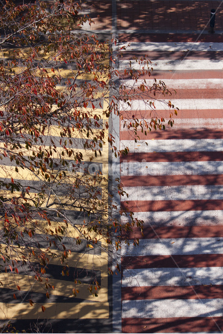 asphalt,road,도로,횡단보도,crosswalk,가을,그림자,균형,대칭,낙엽,줄,선,straight,line,shadow,fall