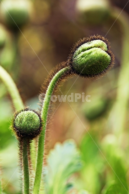 양귀비,꽃,식물,자연,배경,식물,자연,plants,nature,꽃,flower
