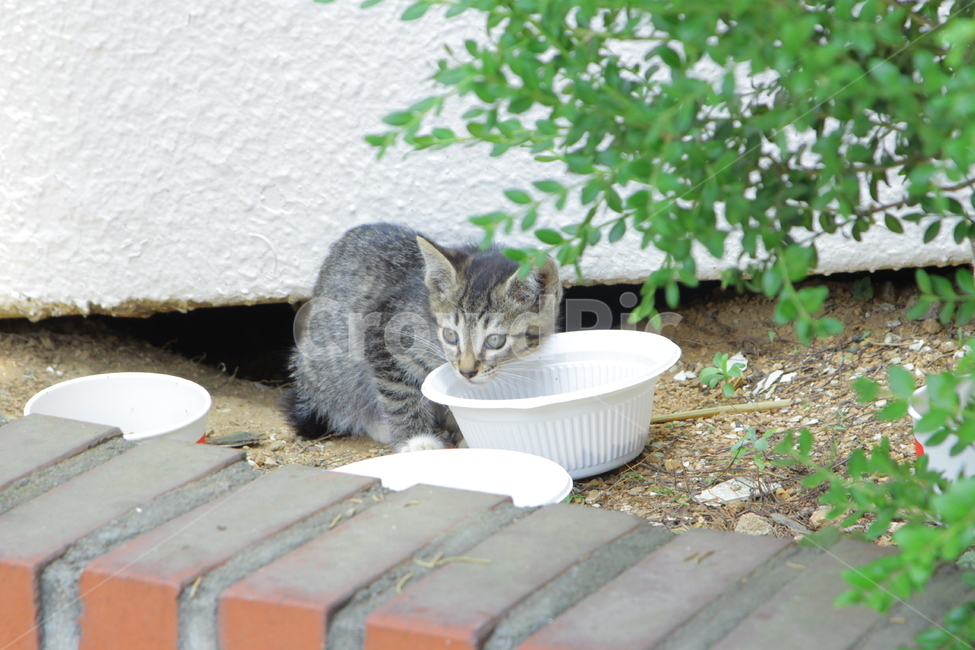 고양이,길고양이,아기고양이,경계,밥먹는고양이,동물,동물,animal,포유류,mammal,고양이,cat,kitten,kitty