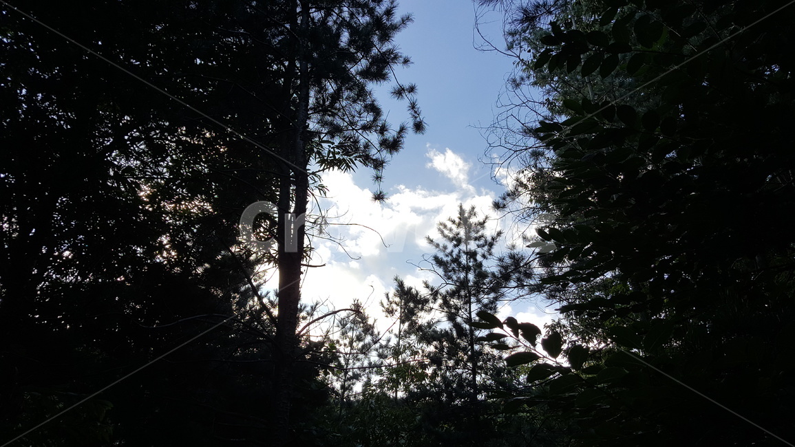 하늘,구름,자연,나무,경치,자연,풍경,nature,landscape,tree,plant,식물,fir,전나무