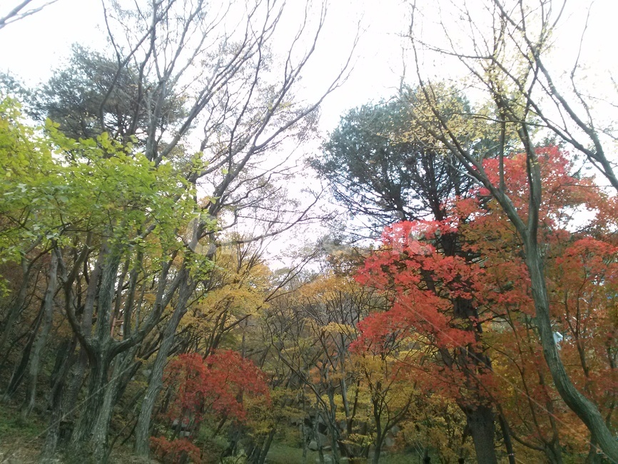 단풍,가을,자연,나들이,가을하늘,가을,계절,fall,autumn,season,tree,나무,plant,식물,maple,tree trunk,나무 줄기