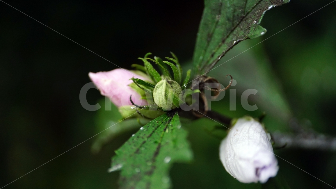 무궁화,꽃,식물,플라워,자연,flower,nature,여름,7월,summer,국화,꽃봉오리,한국,korea,풍경,landscape,꽃사진,plants,식물,자연,plants,nature,꽃,flower