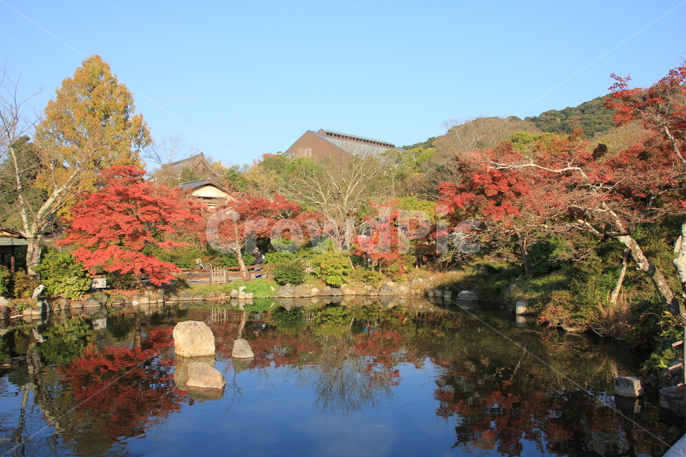 연못,가을,단풍,초가을,일본,교토