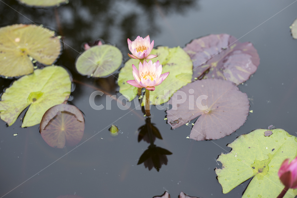 연꽃,플라워,봄꽃,flower,lotus,연못,pond,식물,자연,plants,nature,꽃,flower