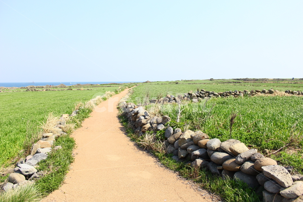 보리밭,청보리,보리,보리밭길,황토길,하늘,길,바다,가파도,가파도청보리,여행,황톳길,제주도,제주보리,제주청보리,돌담,밭담,풍경사진,자연,풍경,nature,landscape,한국자연풍경,한국자연경관,korea nature landscape,ground,바닥,dirt road,흙길,gravel,자갈,road,도로,rubble,파편