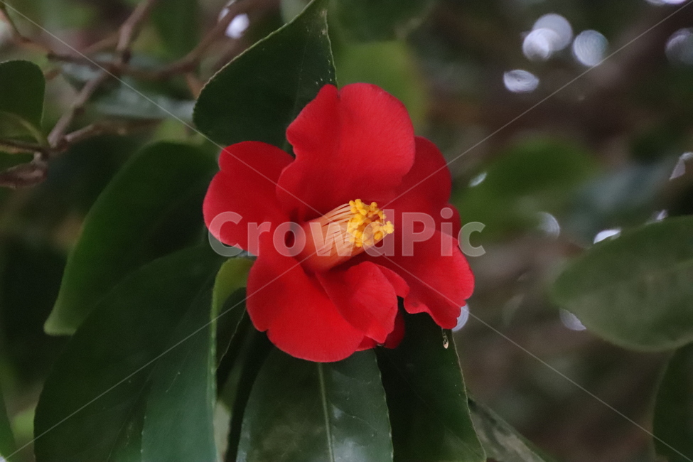 나무,꽃,겨울,봄,동백,식물,자연,plants,nature,꽃,flower