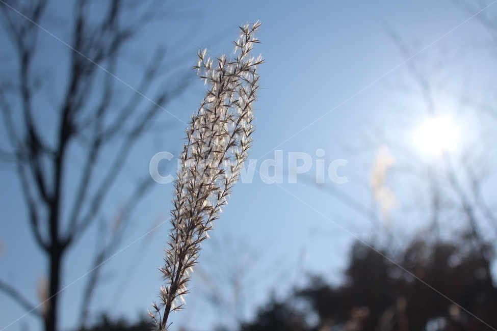 plant,식물,갈대,white,winter
