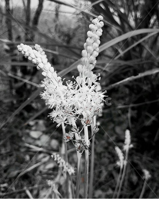 들꽃,흑백,꽃,풀,자연,식물,자연,plants,nature,꽃,flower,흑백,모노톤,monochrome,black and white