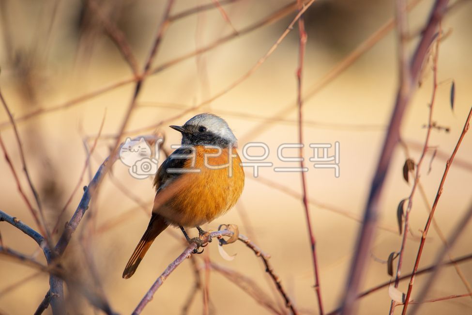 딱새,새,조류,동물,daurianredstart,자연,야생동물,야생조류,야생,환경,생태계,겨울,수컷,수컷딱새,딱새수컷,깃털,부리,날개,나뭇가지,나무,야외,redstart,flycatcher,bird,animal,wildfowl,wildlife,cute,nature,natural,male,branch,branches,tree,wild,ecosystem,environment,birds,winter,beak,feather,feathers,wing,wings,plumage,avian,outdoor,outdoors