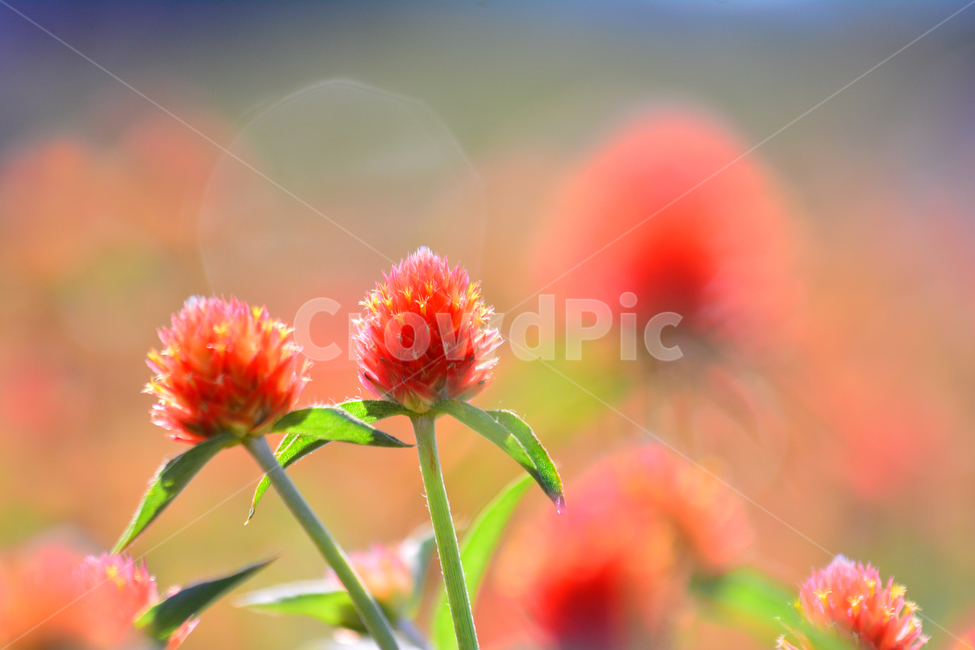 천일홍,가을꽃,꽃축제,플라워,아름다운,주황색,뷰티풀,예쁜,작은꽃,배경,바탕,백그라운드,서정,감성,분위기,느낌,필,분홍색,flowers,feeling,emotion,sensible,몽환적,fall,autumn,시즌,계절,접사,마크로,클로즈업,macro,closeup,여름,계절,summer,season,가을,fall,autumn,식물,자연,plants,nature,꽃,flower,pollen,화분,plant