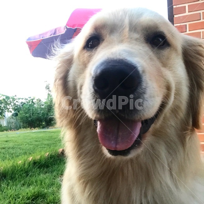 애완동물,dog,개,pet,animal,동물,goldenretriever,골든리트리버
