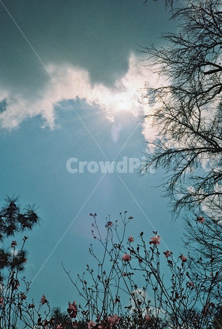 tree,나무,plant,식물,weather,날씨,nature,자연,하늘,구름,햇빛,자연,풍경,nature,landscape