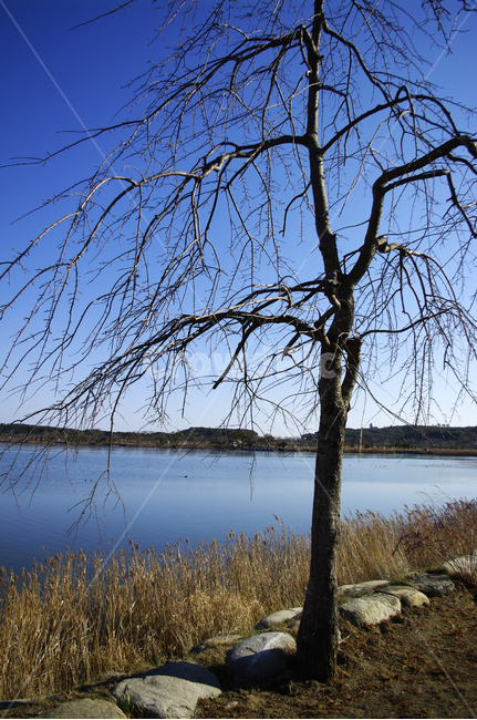 나무,호수,갈대,식물,plant,겨울,겨울,계절,winter,season,식물,자연,plants,nature,나무,trees,wood