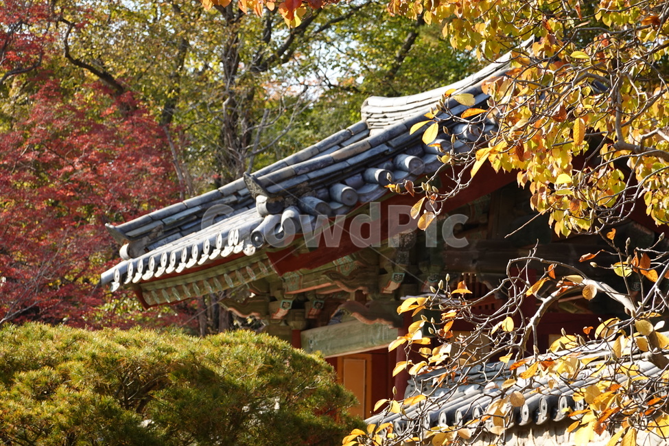 불국사,사찰,가을,풍경,고찰,가을,계절,fall,autumn,season,한국전통,한국문화,korean traditional,korean culture,건축물,건물외관,exterior,building,structure,architecture,construction