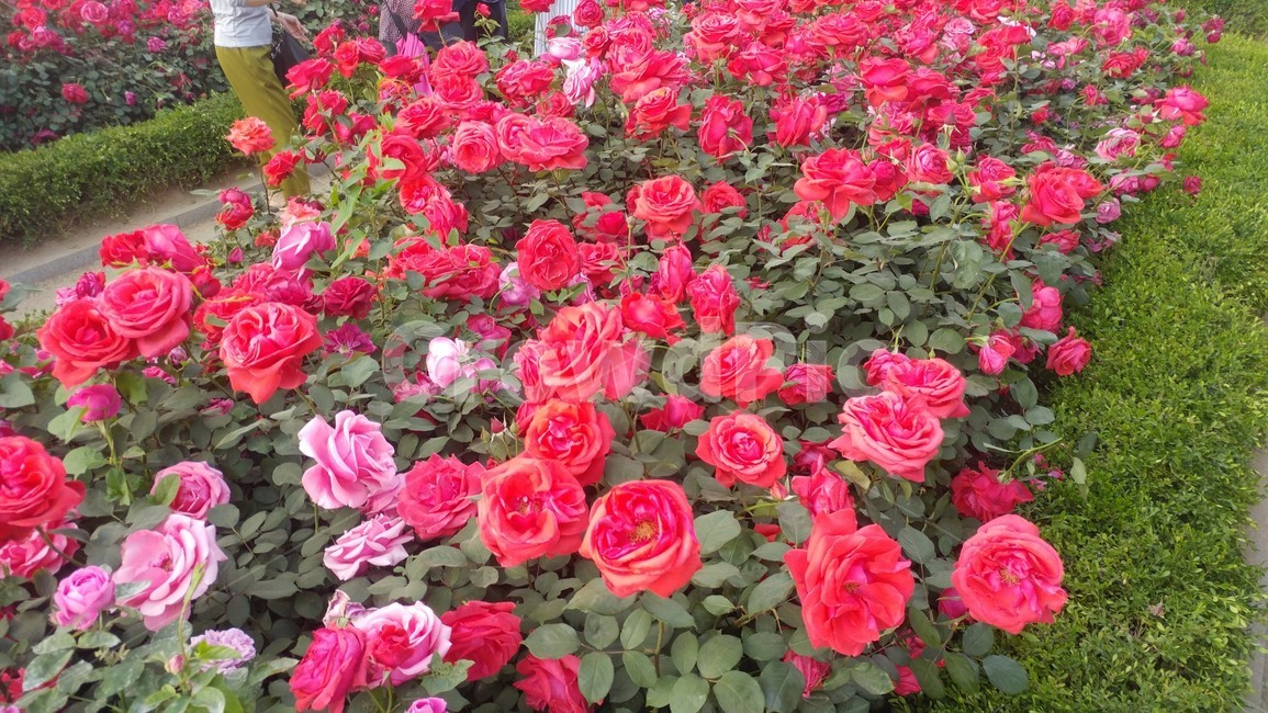 장미,rose,꽃,flower,빨간꽃,red,여름,식물,정열,자연,축제,nature,summer,풍경