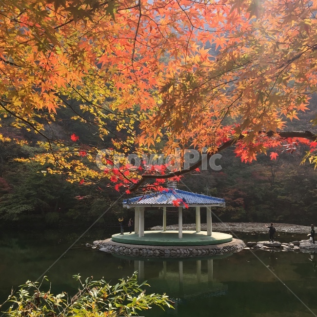 가을,계절,단풍잎,단풍,낙엽,단풍나무,정자,호수,식물,나무,잎