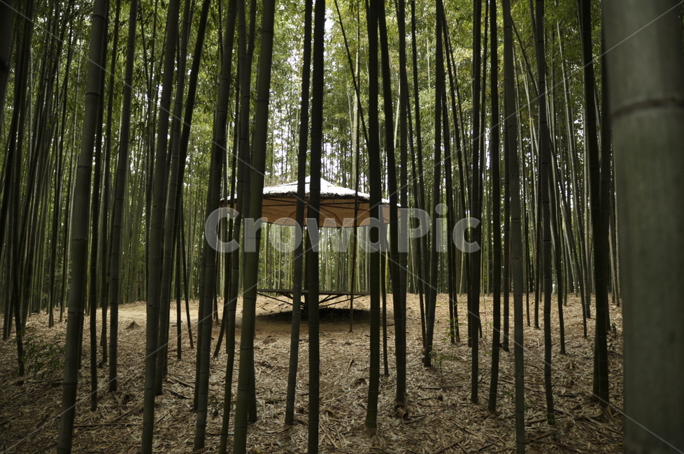 대나무,정자,대나무숲,죽녹원,고요한,자연,풍경,nature,landscape,plant,식물