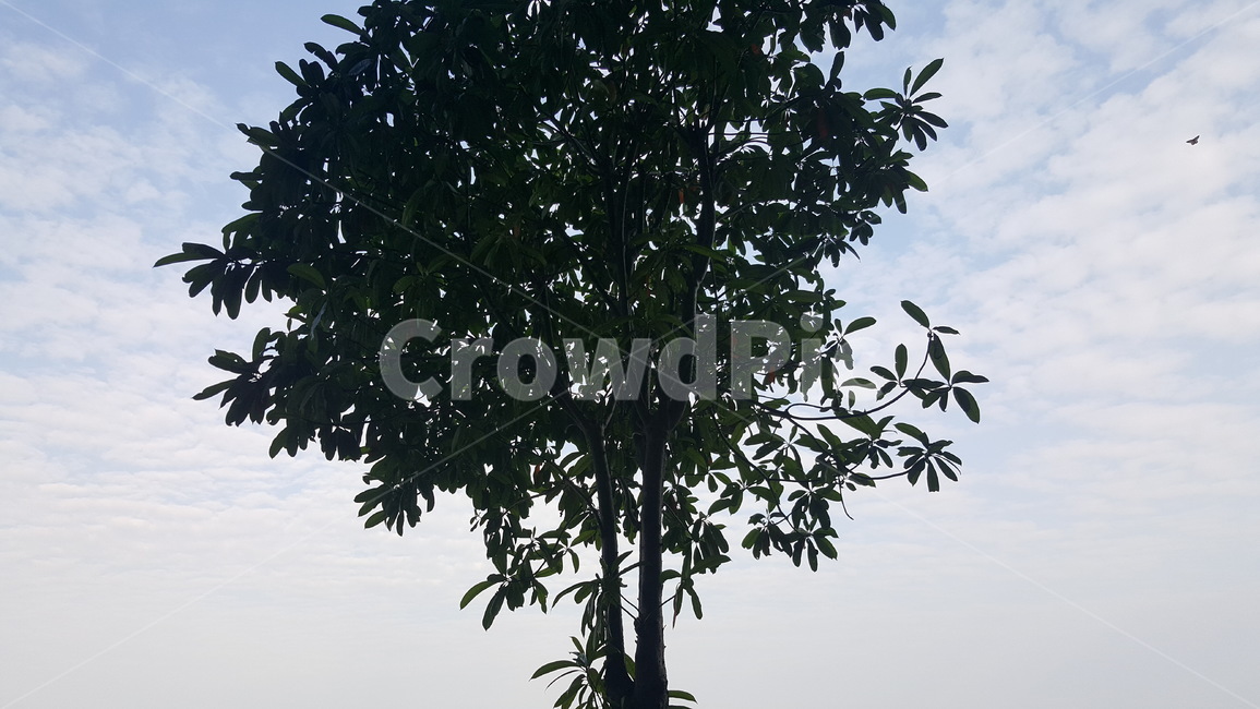 나무,하늘,배경,풍경,구름,식물,자연,plants,nature,나무,trees,wood