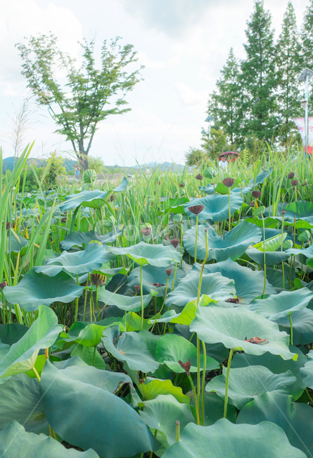 연잎,초록,녹색,lotus,연못,풍경,자연,green,nature,landscape,leaf,leafs,식물,자연,plants,nature