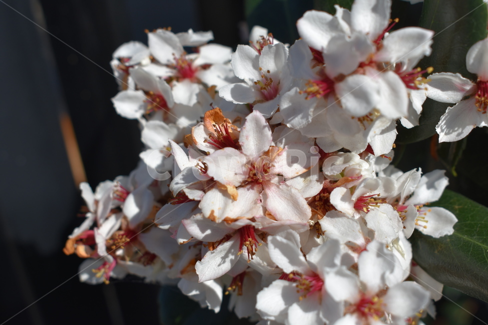 flower,blossom,cherry,sakura,nature,spring,fresh,floral,blooming,벚꽃,체리,꽃,자연,봄