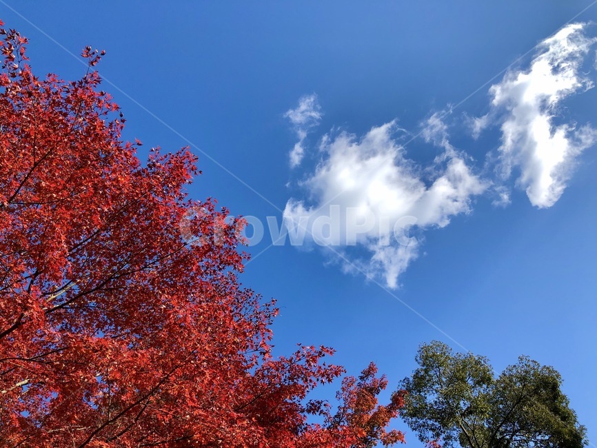 단풍잎,구름,나무,tree,식물,plant,가을,계절,fall,autumn,season