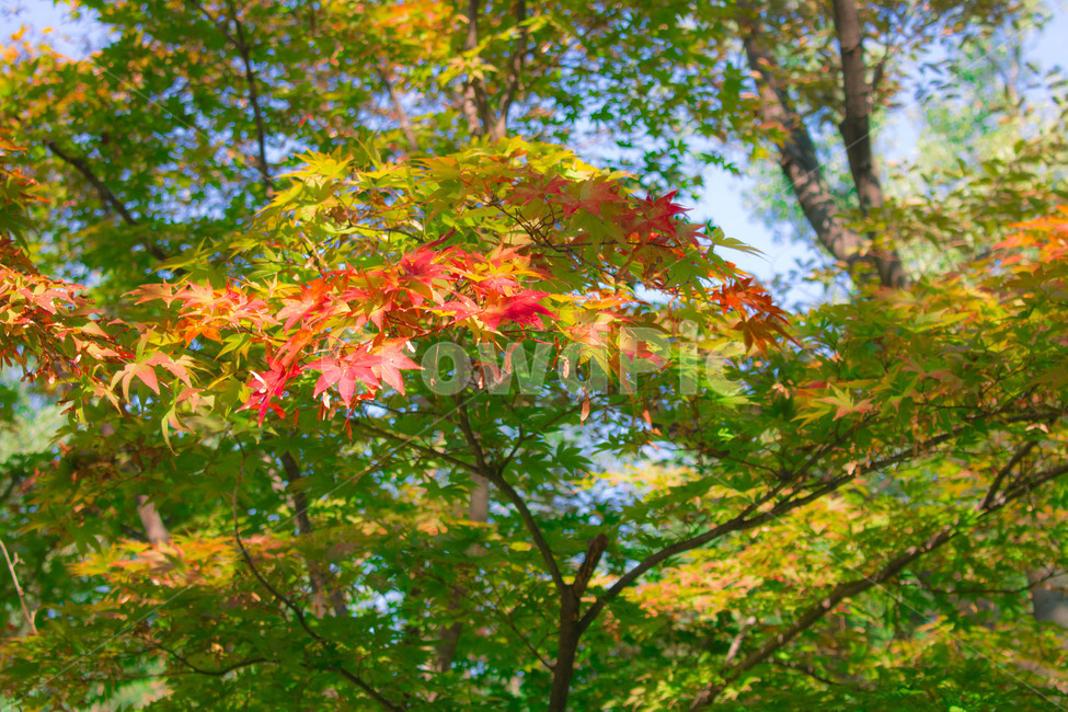 단풍,나무,초가을,공원,올림픽공원,식물,가을,계절,fall,autumn,season,식물,자연,plants,nature,leaf,잎,plant,tree