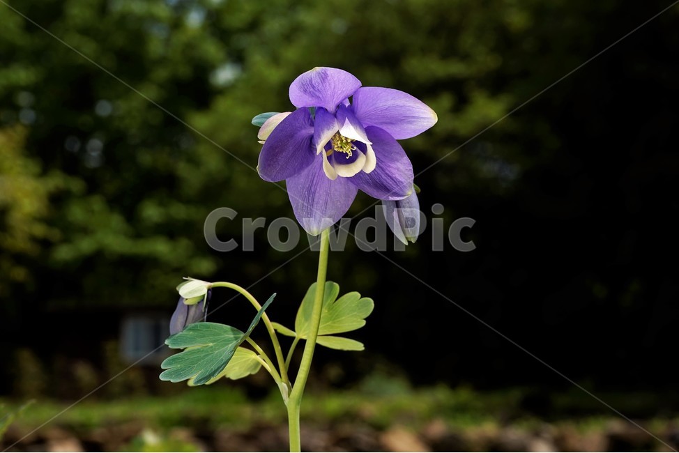 매발톱꽃,꽃,봄,만개,aquilegia,beforeflowering,bud,columbine,green,leaf,nature,plant,spring